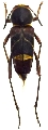 Xylotrechus yanoi