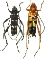 Acrocyrtidus elegantulus longicornis