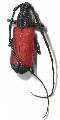 Caperonotus cardinalis