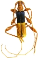 Chenoderus bicolor