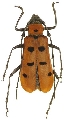 Eurybatus (Eurybatus) hariolus