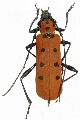 Eurybatus (Eurybatus) kubotai