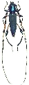 Evgenius plumatus