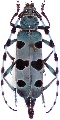 Rosalia alpina