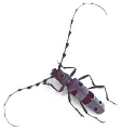 Rosalia alpina