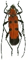 Eurybatus (Eurybatus) borneensis