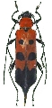 Eurybatus (Eurybatus) borneensis