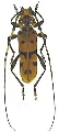 Eurybatus (Eurybatodes) bouvieri