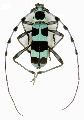 Rosalia coelestis