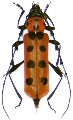 Eurybatus (Eurybatus) ferriei