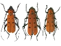 Eurybatus (Eurybatus) kubotai