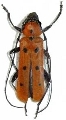 Eurybatus (Eurybatus) laetus