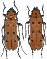 Eurybatus (Eurybatus) laetus