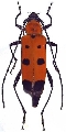 Eurybatus (Eurybatus) oberthueri