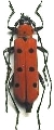 Eurybatus (Eurybatus) sanguinolentus