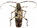 Coptomma variegatum