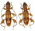 Plectromerus unidentatus