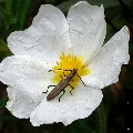 Deilus fugax
