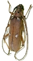 Eburia (Eburia) fuliginea 
