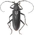 Susuacanga ulkei