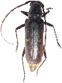 Susuacanga falli