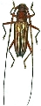 Styliceps sericatus