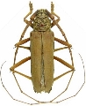 Susuacanga octoguttata