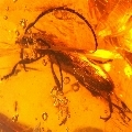 Anelaphus velteni 