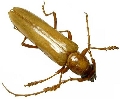 Atylostagma politum