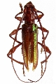 Cordylomera spinicornis
