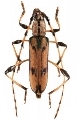 Cordylomera schoenherri 