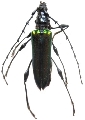 Cordylomera spinicornis