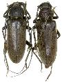 Enaphalodes hispicornis
