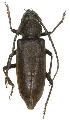Enaphalodes hispicornis