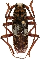 Lanephus njumanii  