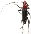 Nephalioides rutilus
