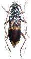 Phoracantha semipunctata