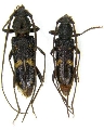 Phoracantha tuberalis