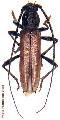 Stizocera jamaicensis