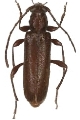 Lucasianus levaillantii 