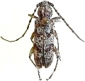 Brothylus conspersus