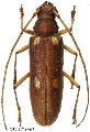 Eburiomorpha guttata