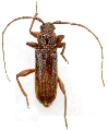 Meganoplium imbelle 