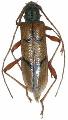 Phymatioderus bizonatus