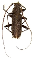 Stromatium barbatum