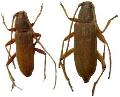 Stromatium auratum