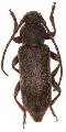 Trichoferus griseus