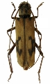 Zoodes fulguratus 