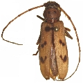 Zoodes quadridentatus