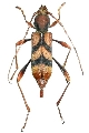 Aridaeus thoracicus